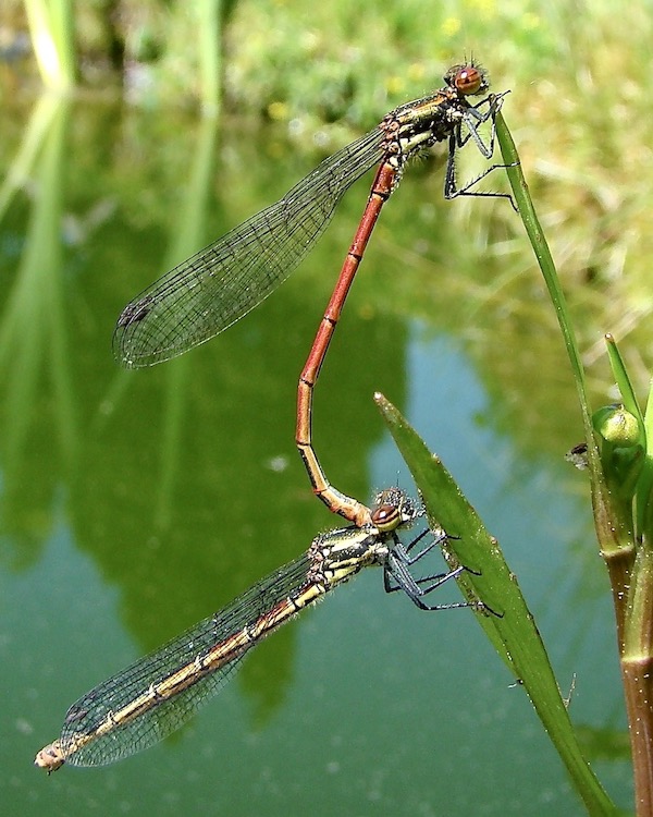 large red damselflies